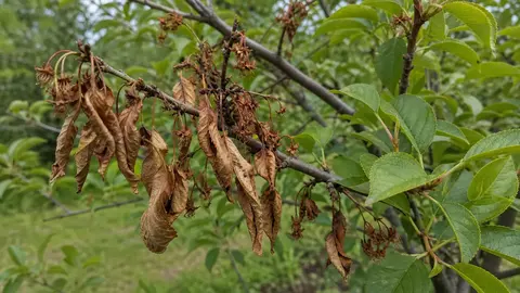 Монилиоз косточковых: почему вишня и слива сохнут