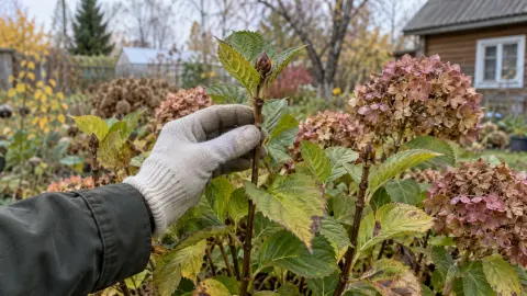 Крупнолистная гортензия перед зимой: как сохранить цветочные почки