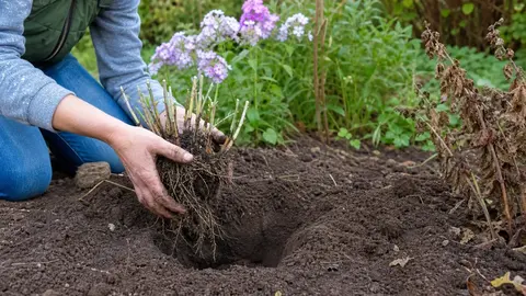 Пересадка флоксов осенью на другое место: сроки, посадка и уход