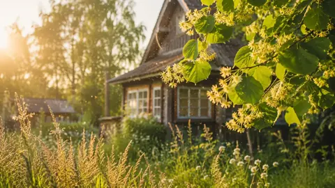 Что цветёт в июле в Санкт-Петербурге