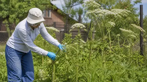 Какие дачные растения могут вызвать ожог и как работать с ними безопасно