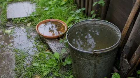 Комары на дачном участке после дождей: где искать воду и как уменьшить очаги