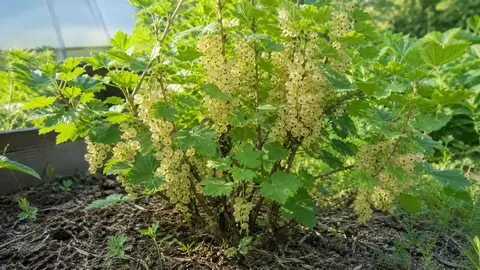 Белая смородина: лучшие сорта, посадка и уход