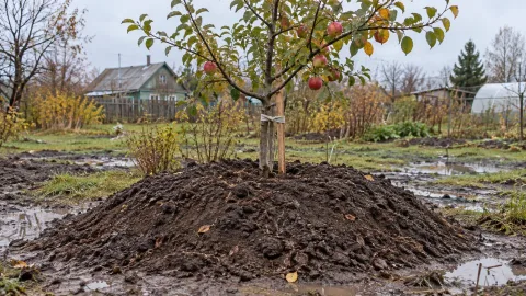Высокие грунтовые воды на участке: что сажать и как вырастить сад, огород и цветник без потерь