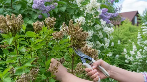 Какие кустарники обрезать после цветения в июне