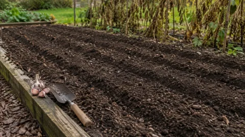 После каких культур сажать озимый чеснок: как выбрать предшественника и не получить болезни