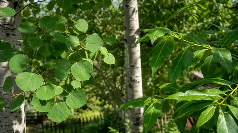 Осина и тополь: как отличить деревья по листьям, коре и кроне