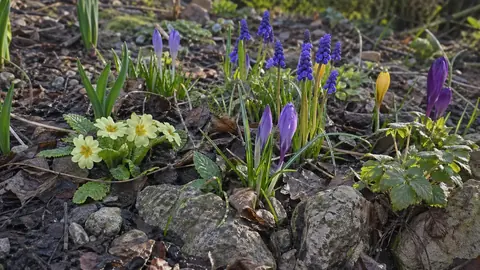 Первоцветы на участке: как ухаживать за крокусами, мускари и примулами весной