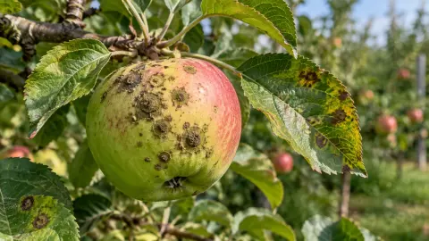 Листья и плоды яблони с характерными пятнами парши
