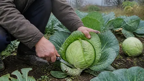 Плотные кочаны белокочанной капусты, отобранные для хранения